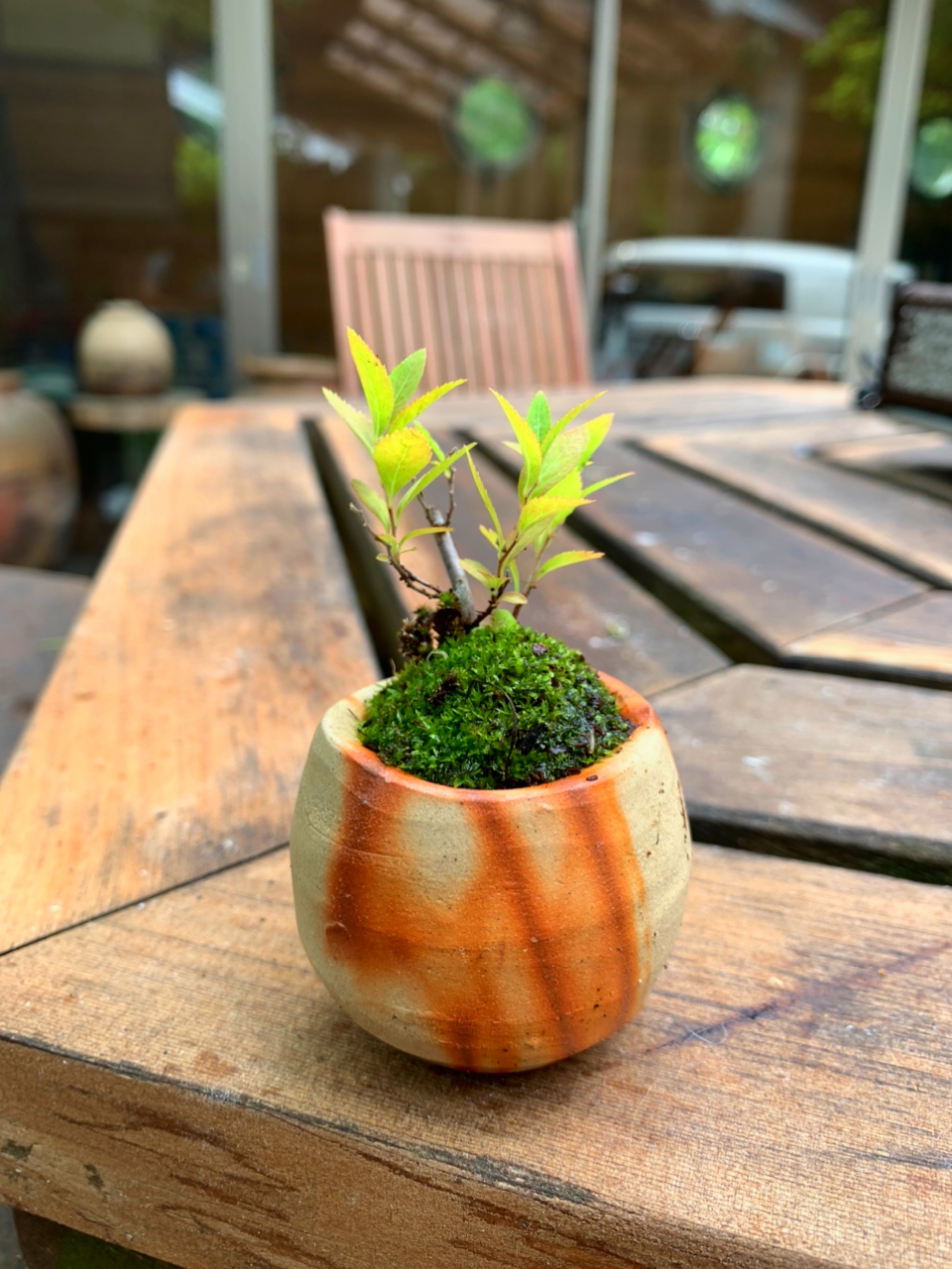 盆栽鉢 苔鉢 植木鉢 山野草 BONSAI - 陶芸